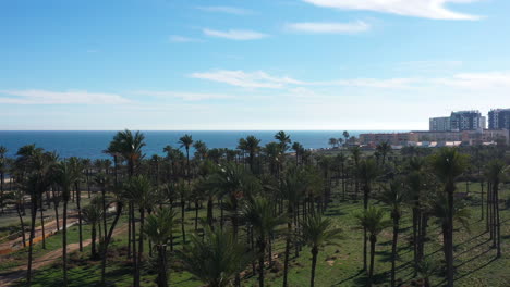 Palm-trees-along-the-mediterranean-sea-coast-in-Spain-aerial-view-buildings